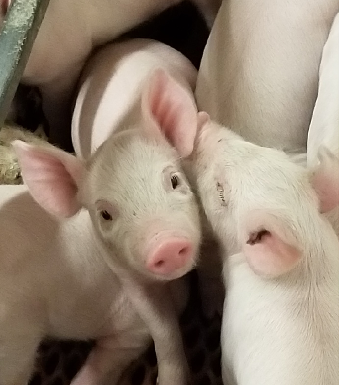 Baby Pigs at Sinnett Pork Farm